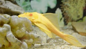 Stock Footage Yellow Fish Laying Still Live Wallpaper Free
