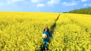 Stock Footage Young Woman Walking Through Rapeseed Field Live Wallpaper Free