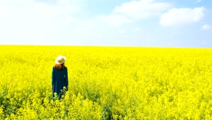 Stock Footage Woman With Her Arms Up In The Flower Field Live Wallpaper Free