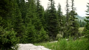 Stock Footage Young Hiker Woman Walking Through The Forest Live Wallpaper Free