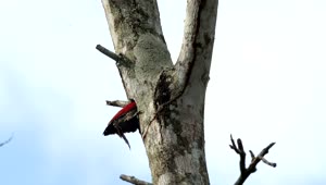 Stock Footage Woodpecker Clearing Out A Tree Live Wallpaper Free