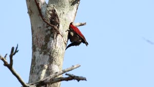 Stock Footage Woodpecker Chipping Away At A Tree Live Wallpaper Free