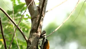 Stock Footage Woodpecker Climbing A Tree Live Wallpaper Free