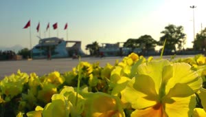 Stock Footage Yellow Flowers In A Park By A Harbor Live Wallpaper Free