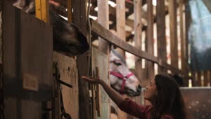 Download Stock Footage Young Woman Feeding A Big Horse In The Stable Live Wallpaper Free