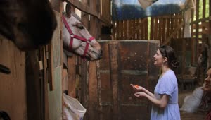 Download Stock Footage Young Women Feeding Horses In The Stable Live Wallpaper Free