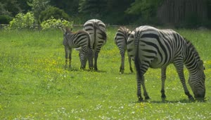 Stock Footage Zebras Grazing In A Green Meadow Live Wallpaper Free