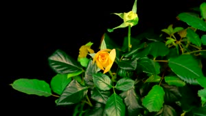 Stock Footage Yellow Rose On The Bush Opens Live Wallpaper Free