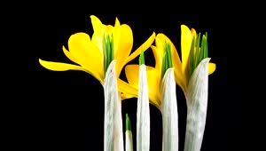 Stock Footage Yellow Flower Rotating And Moving Live Wallpaper Free