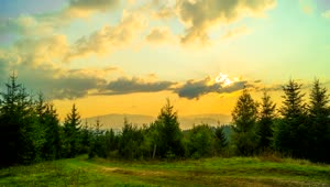 Stock Footage Yellow Sunset Over The Pine Forest Live Wallpaper Free