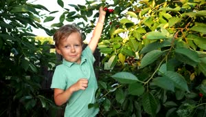 Stock Footage Young Boy By A Cherry Tree Live Wallpaper Free