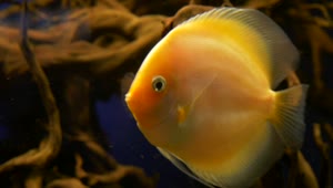 Stock Footage Yellow Fish Swimming Live Wallpaper Free