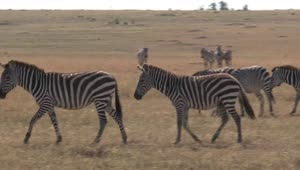 Stock Footage Zebras Walking Across Dry Grass Live Wallpaper Free