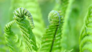 Stock Footage Young Fern Leaves Live Wallpaper Free