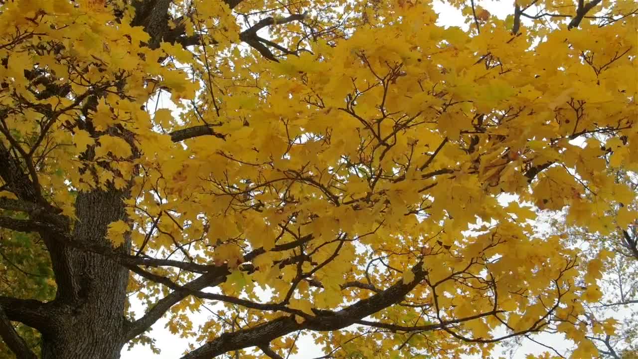 Download Stock Footage Yellow Autumn Leaves On A Tree Live Wallpaper Free