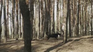 Stock Footage Woman Running With Her Dog Through The Forest Live Wallpaper Free