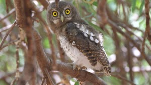 Stock Footage Yellow Eyed Owl Standing On A Tree Live Wallpaper Free