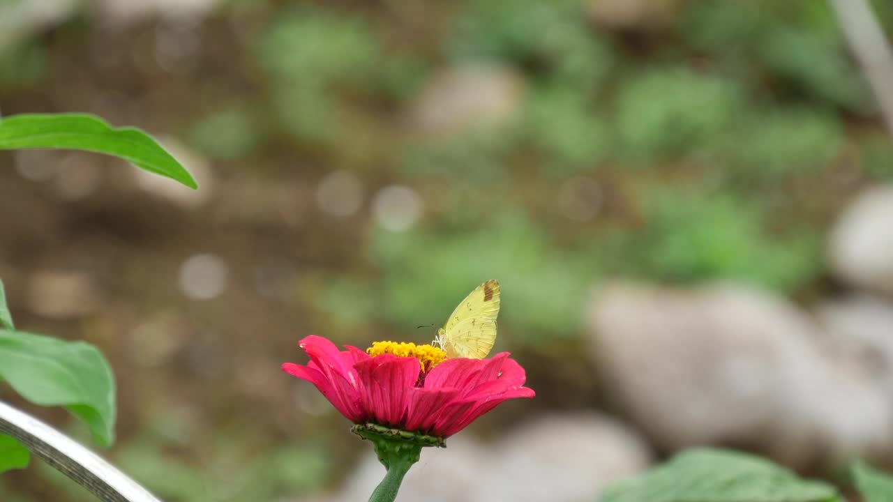 Download Stock Footage Yellow Butterfly On A Red Flower Live Wallpaper Free