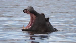 Stock Footage Yawning Hippo In A Lake Live Wallpaper Free