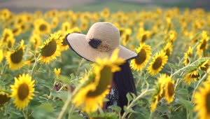 Stock Footage Woman Gently Caressing Flowers In A Sunflower Field Live Wallpaper Free