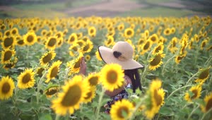 Stock Footage Woman Wearing A Hat Walk Through A Sunflower Field Live Wallpaper Free