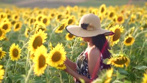 Stock Footage Woman Walking Through A Sunflower Field In The Morning Live Wallpaper Free