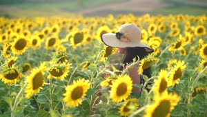 Stock Footage Woman Walking Through A Sunflower Field Tracking Shot Live Wallpaper Free