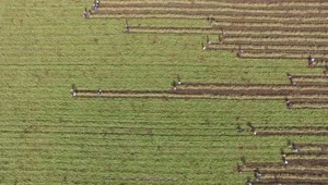 Stock Footage Women Harvesting The Crop Field Live Wallpaper Free