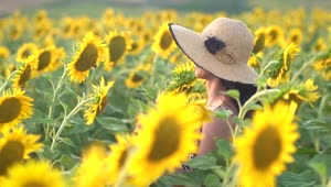 Stock Footage Woman Walking Slowly On A Sunflower Field Live Wallpaper Free