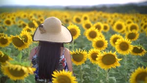 Stock Footage Woman Walking Through A Sunflower Field Live Wallpaper Free