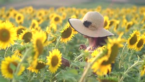 Stock Footage Woman With A Hat On A Sunflower Field Live Wallpaper Free