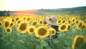 Stock Footage Woman Walking On A Fresh Sunflower Field Live Wallpaper Free