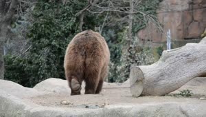 Stock Footage Zoo Bears Live Wallpaper Free
