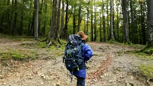 Stock Footage Woman Hiking Freely In Mossy Spring Forest Live Wallpaper Free