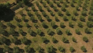 Stock Footage Zooming Out Of An Olive Field Live Wallpaper Free