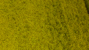 Stock Footage Yellow Crops Moving In The Wind Live Wallpaper Free