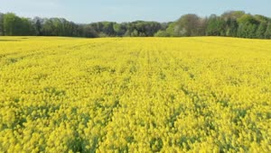 Stock Footage Yellow Flowers In The Countryside Live Wallpaper Free