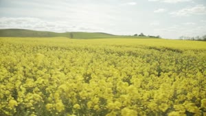 Stock Footage Yellow Flowers Moving In The Wind Live Wallpaper Free
