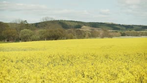 Stock Footage Yellow Flowers Under A Blue Sky Live Wallpaper Free