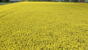Stock Footage Yellow Crops Swaying In The Wind Live Wallpaper Free