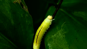 Stock Footage Yellow Caterpillar Walking On A Leaf Live Wallpaper Free