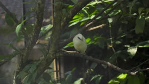 Stock Footage Yellow Bird On Tree Branch Live Wallpaper Free