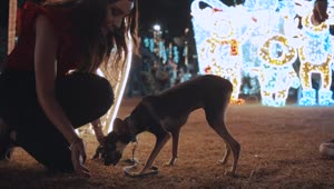 Stock Footage Women Feeding A Puppy In A Christmas Park At Night Live Wallpaper Free