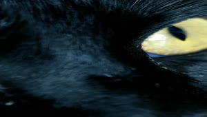 Stock Footage Yellow Eyed Black Cat Close Up Live Wallpaper Free