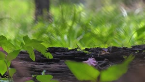 Stock Footage Wooden Log At A Forest With Green Nature Live Wallpaper Free