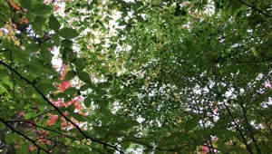 Glowing Birch Tree Leaves Video Live Wallpaper