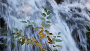 Leaves Near Waterfall Video Live Wallpaper