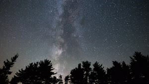 Milky Way Tree Silhouette Video Live Wallpaper