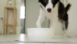 Ree Video Black White Dog Drinking Bowl Video Live Wallpaper