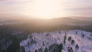 Ree Video Drone Forest Snow Video Live Wallpaper